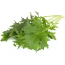 كبسولات نبات كليك آند غرو - ميزونا (خردل ياباني)