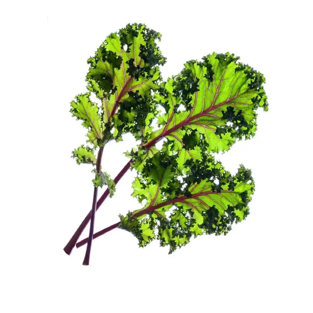 C&G Plant Pod Red Kale