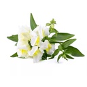 Click & Grow White Snapdragon Plant Pods (3-Pack)