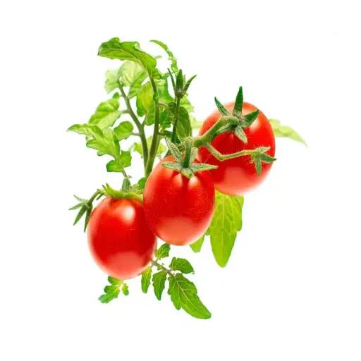 [DNA0017367] Click & Grow Mini Tomato / 3-Pack