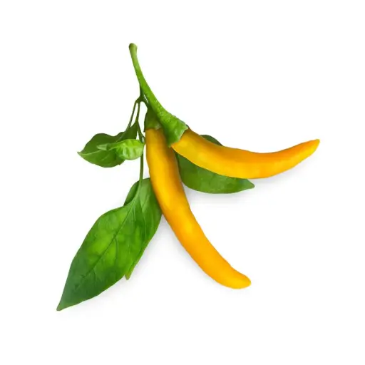 [DNA0017373] Click & Grow Yellow Chili Pepper