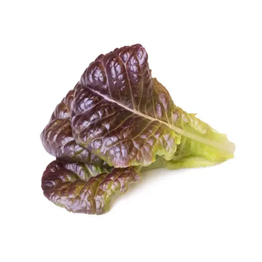 [DNA0017375] Click & Grow Red Lettuce