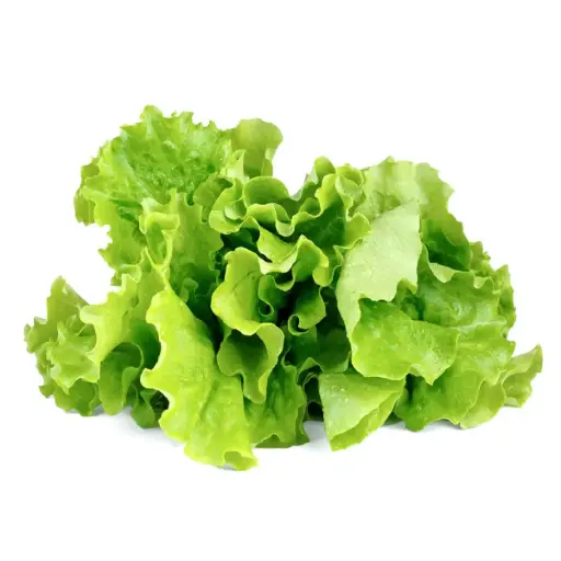 [DNA0017381] Click & Grow Green Lettuce / 3-Pack