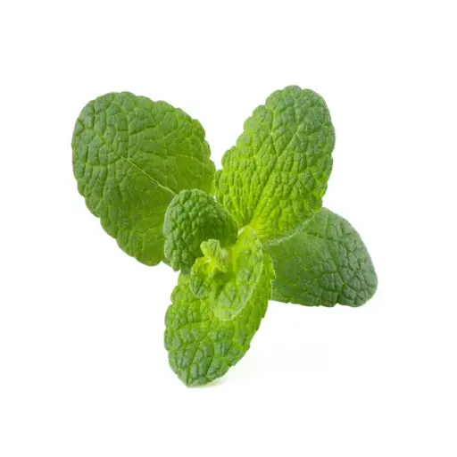 [DNA0017385] Click & Grow Apple Mint