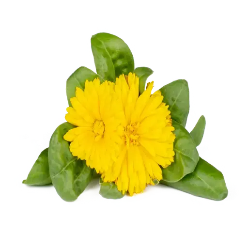 [DNA0017413] Click & Grow Calendula