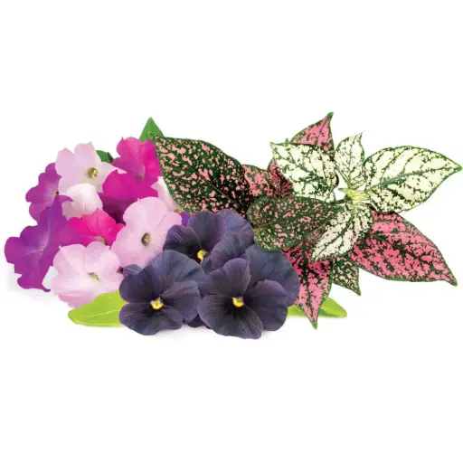 [DNA0017424] Click & Grow Vibrant Flower Mix