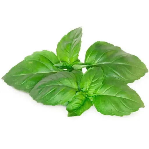 [DNA0031407] C&G Plant Pod Marseille Basil