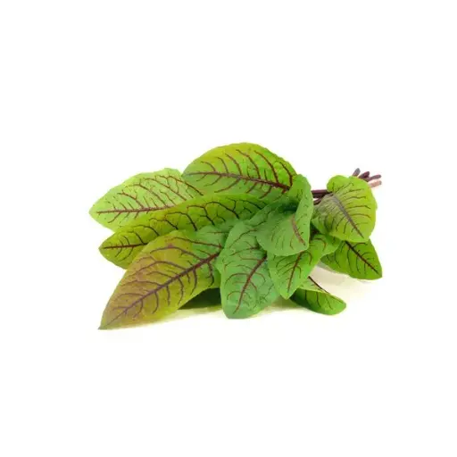[DNA0031411] C&G Plant Pod Bloody Sorrel