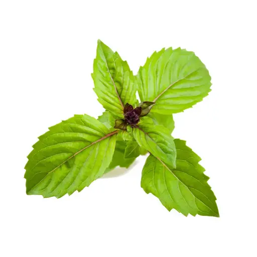 [DNA0031417] C&G Plant Pod Cinnamon Basil